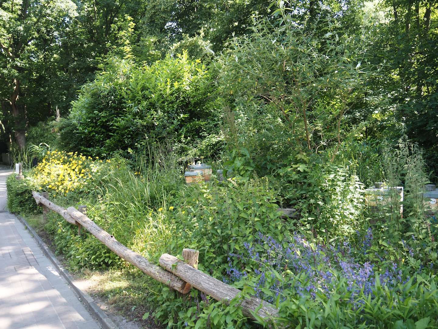 Gardens with beehives, 2024-06-08