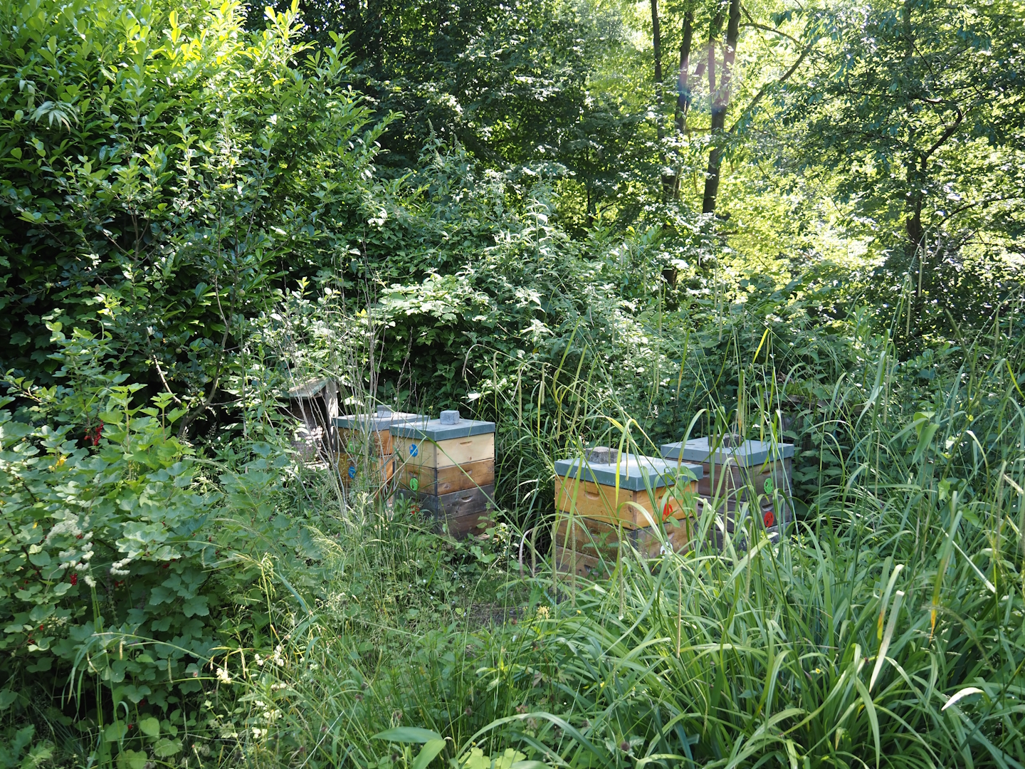 Gardens with beehives, 2024-06-08