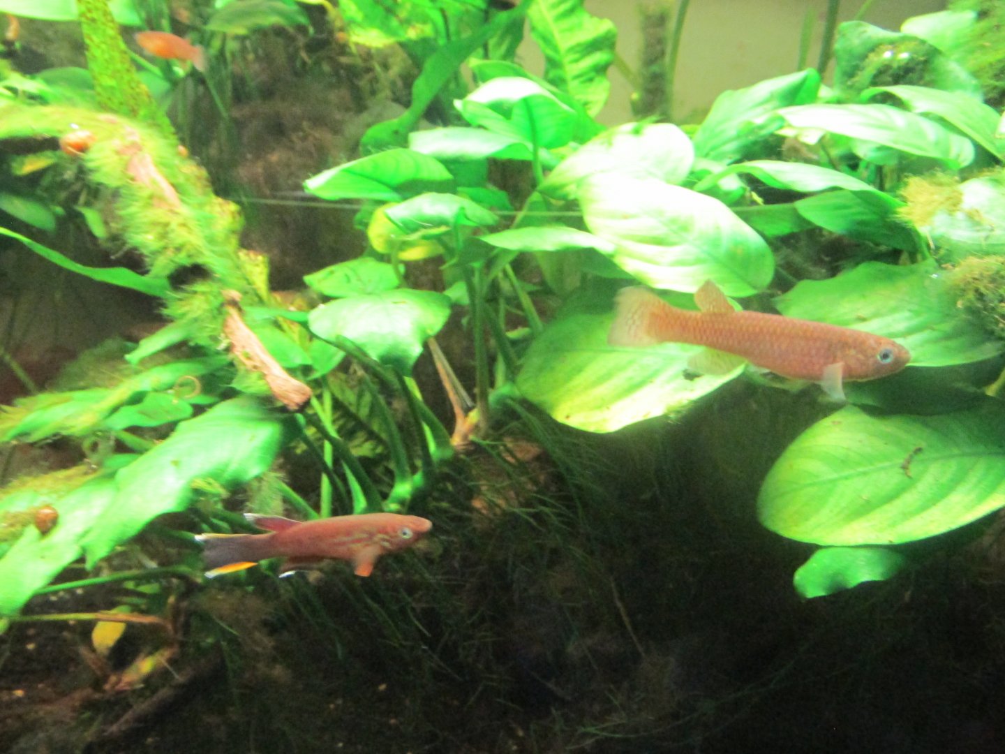 gardiner´s rivuline