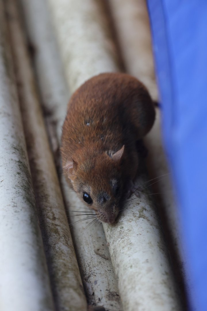 Gardner’s Climbing Rat (Rhipidomys gardneri)