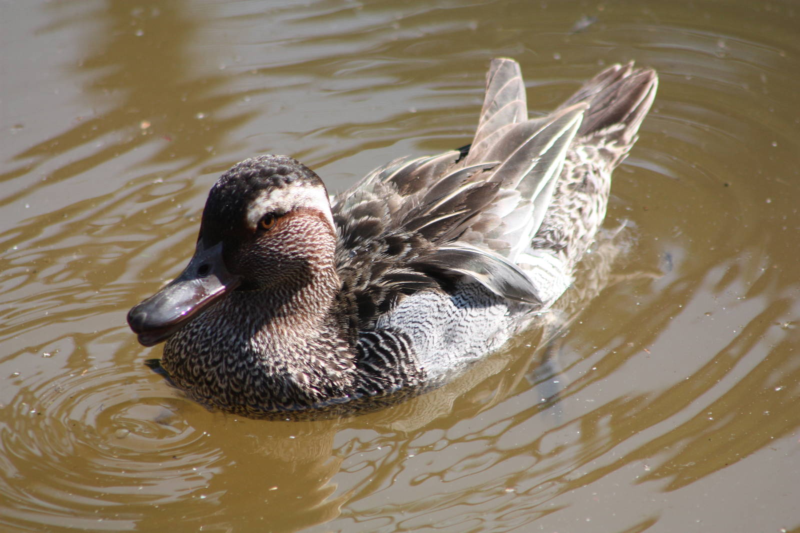 Garganey, 1st June 2014