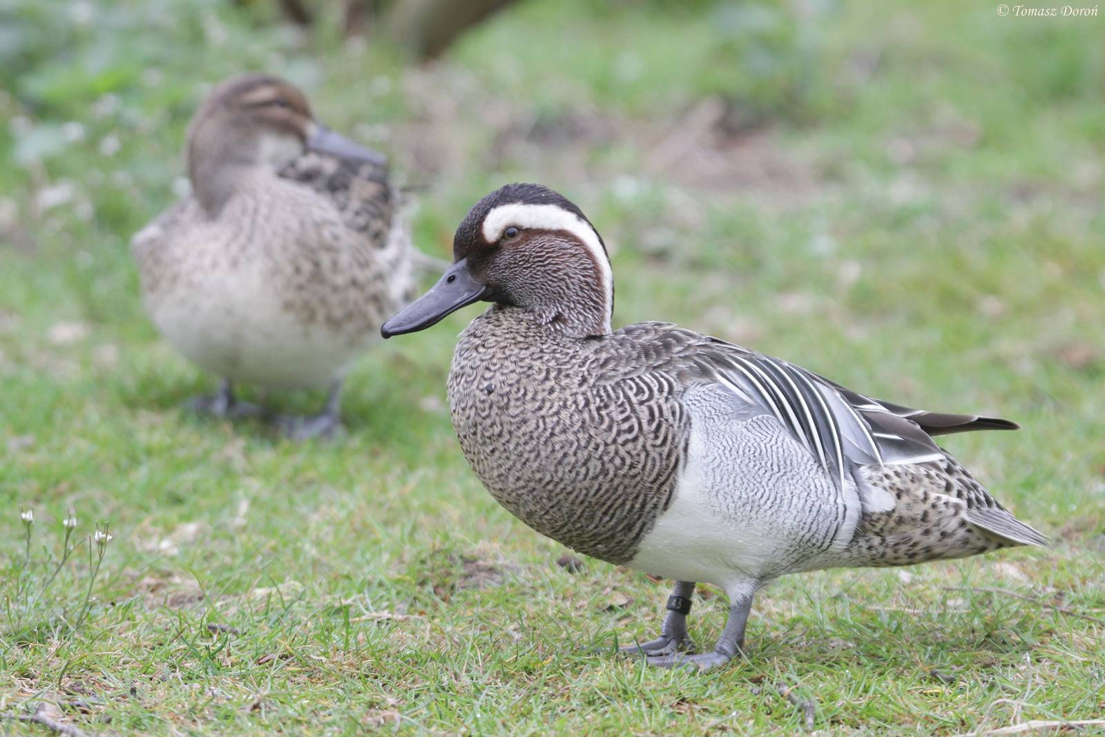 Garganey (Anas querquedula)