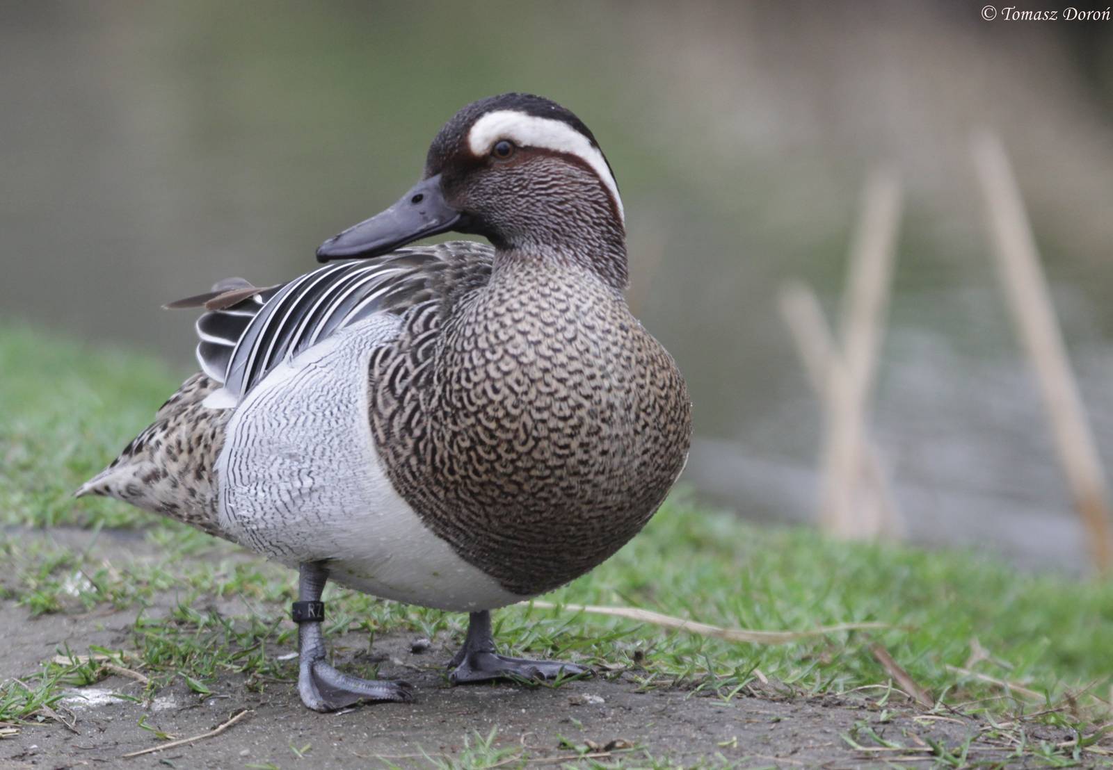 Garganey (Anas querquedula)
