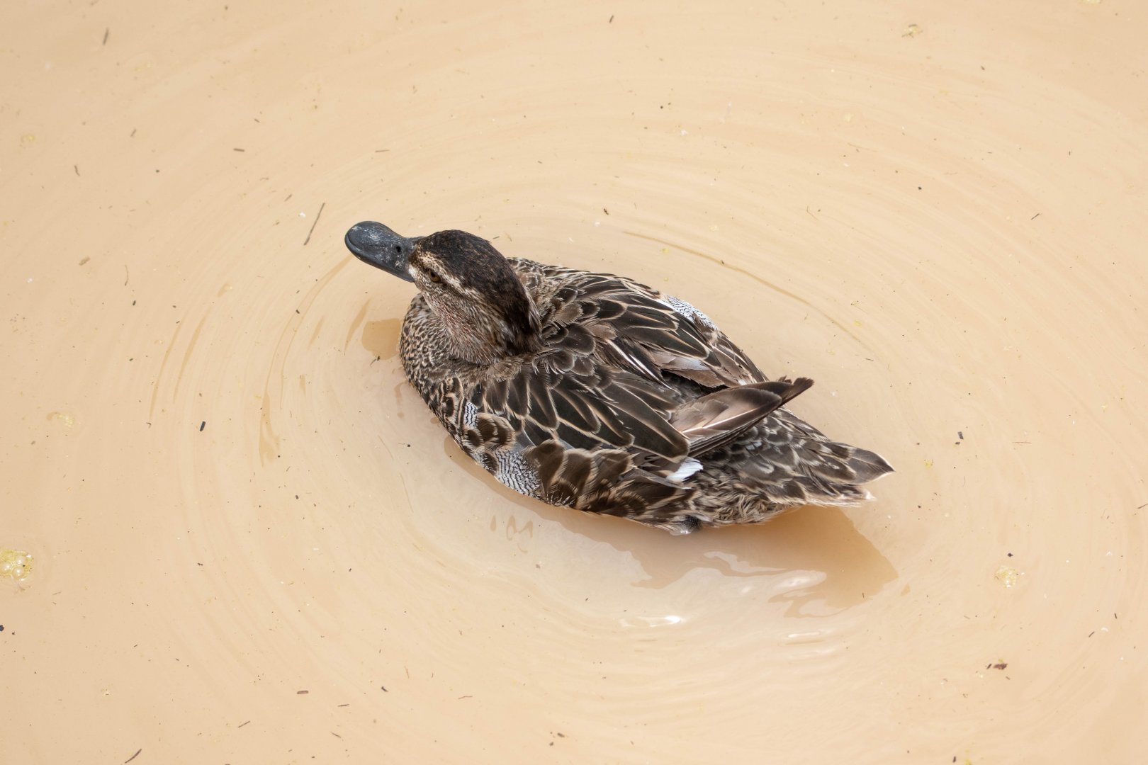 Garganey (Anas querquedula)