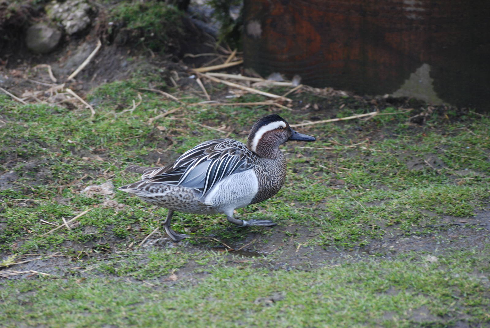 Garganey at Blackbrook, 22/04/12