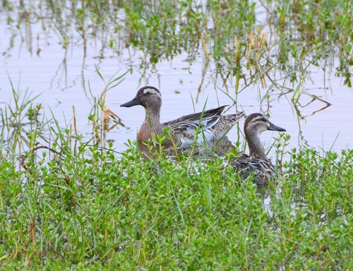 Garganey duck + ID?
