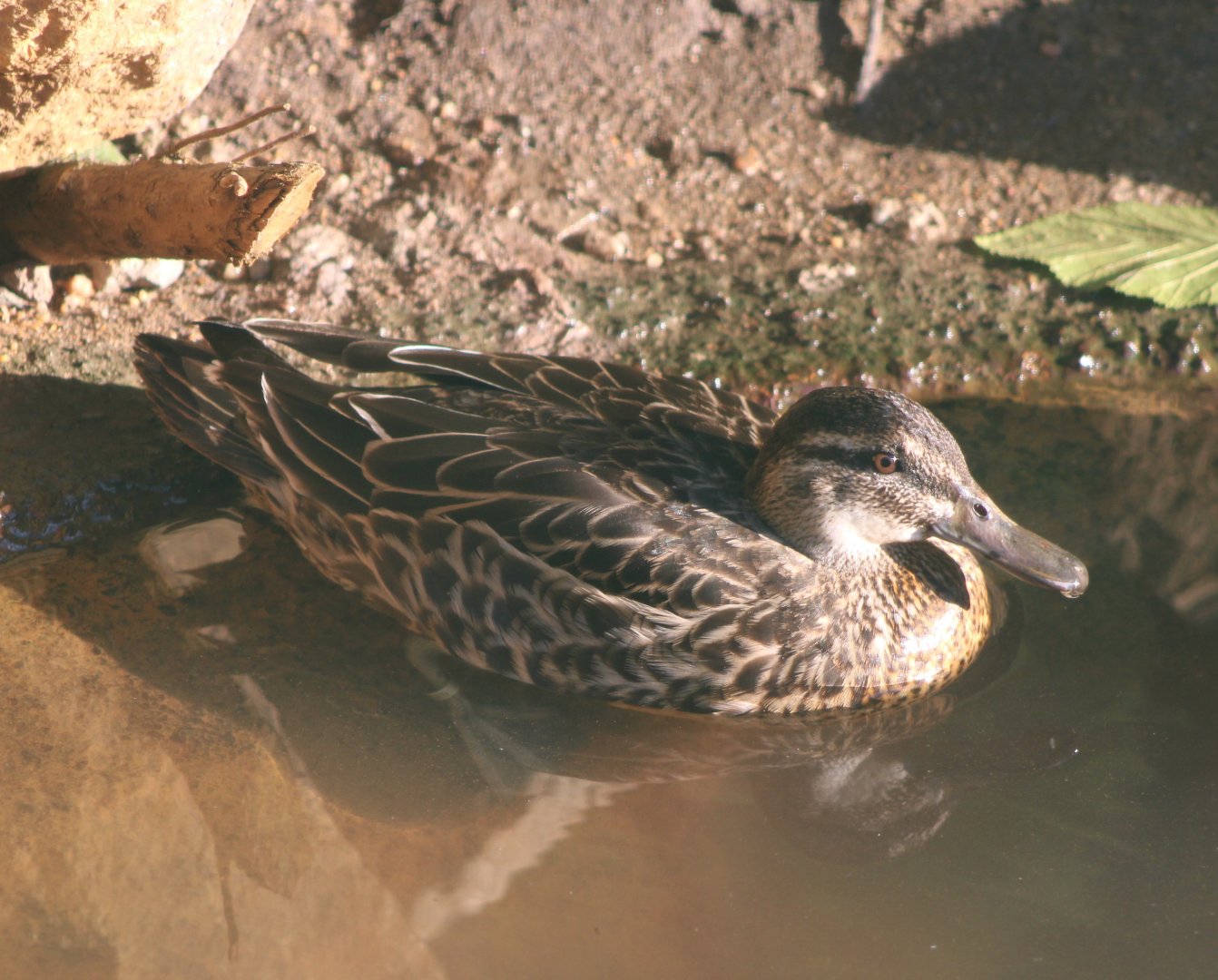 Garganey - female