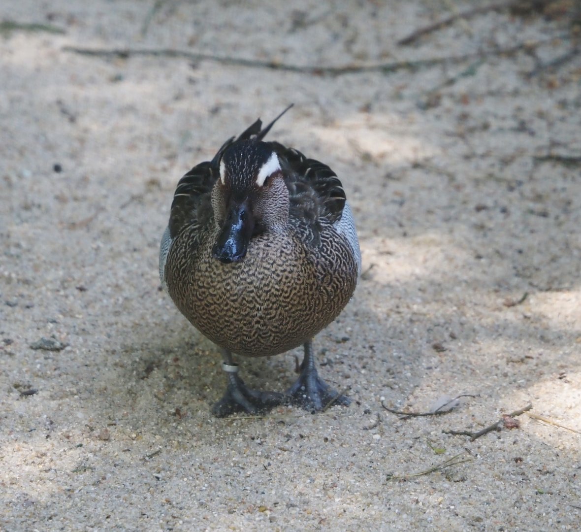 Garganey (Spatula querquedula), 2024-05-21