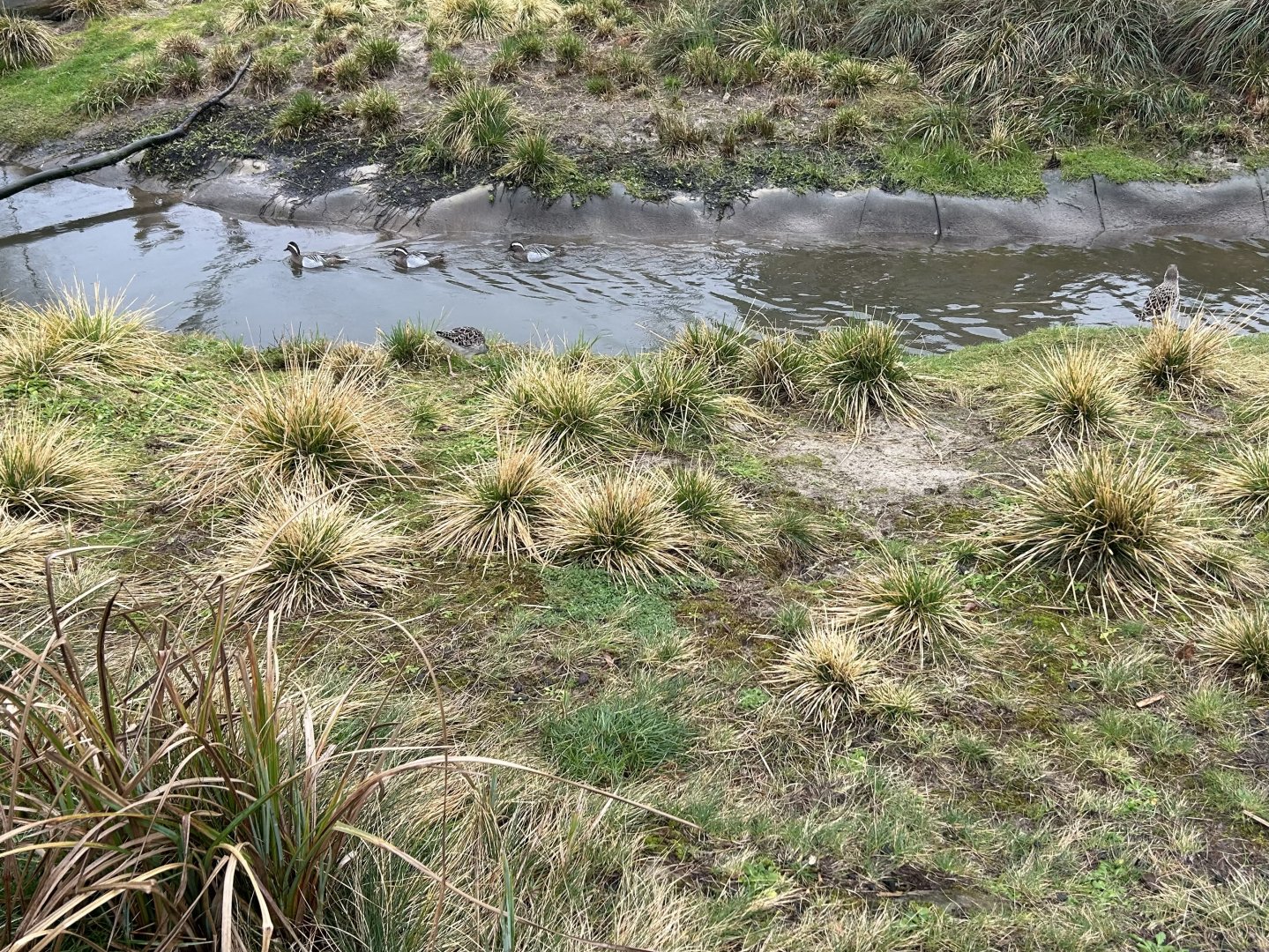 Garganey (Spatula querquedula) & Redshank (Tringa totanus)