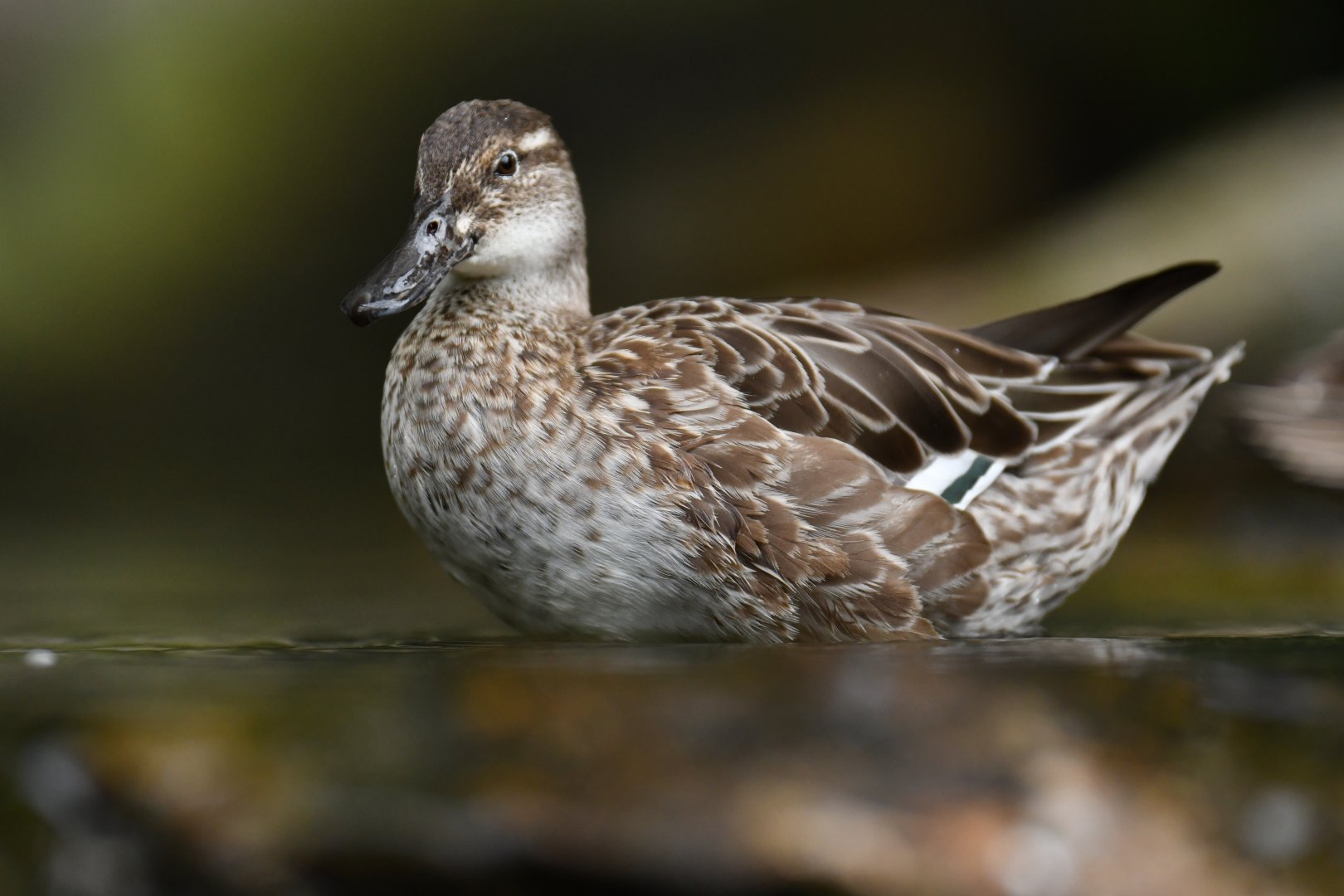 Garganey (Spatula querquedula)