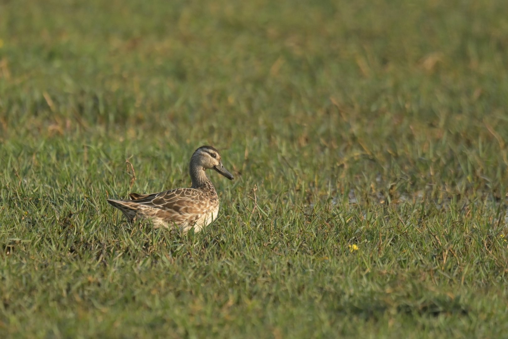 Garganey Spatula querquedula