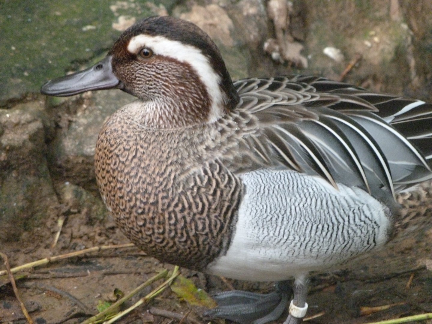 Garganey -Zoo de Santillana del Mar (2024)