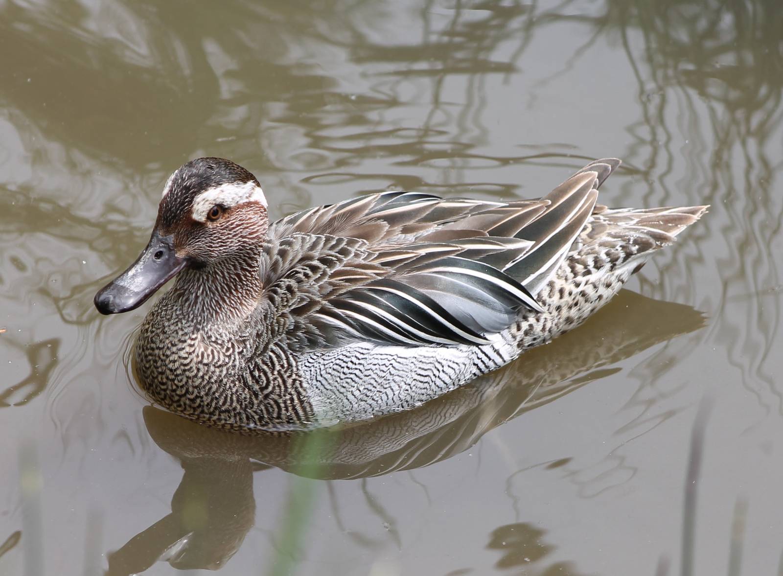 Garganey
