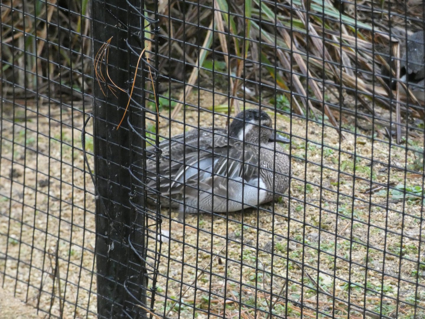 Gargeny in European aviary