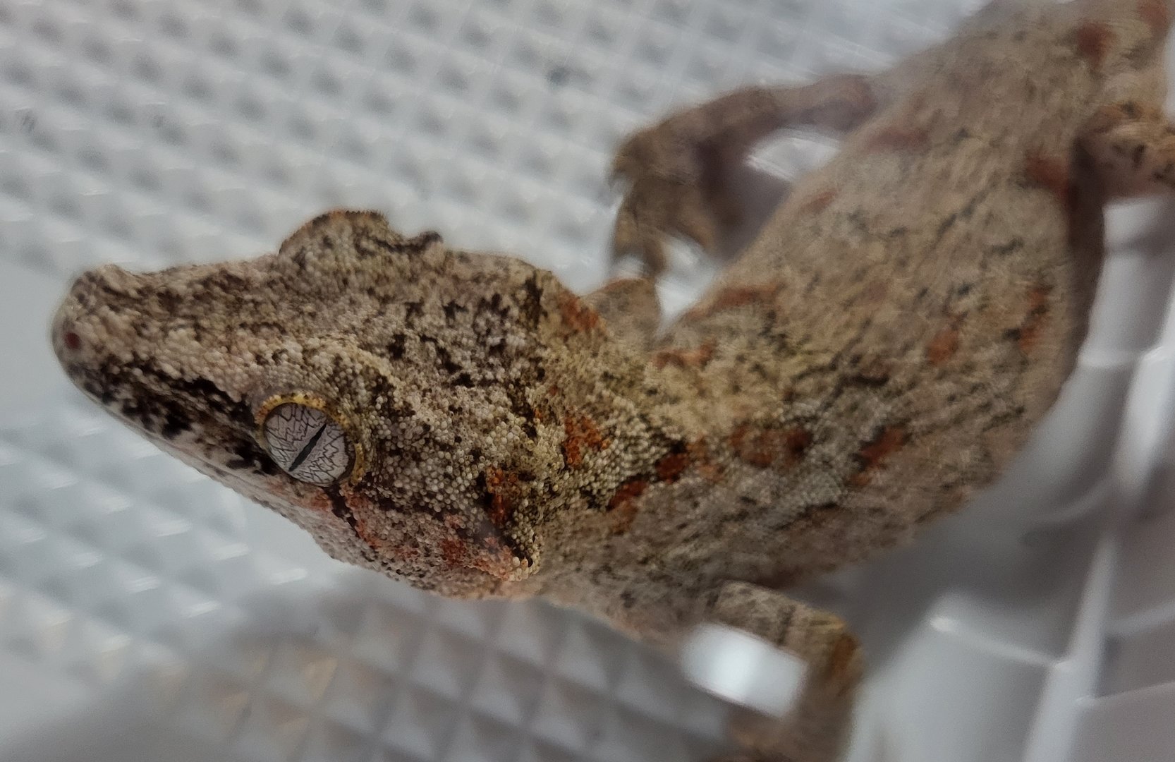 Gargole gecko - Rhacodactylus auriculatus