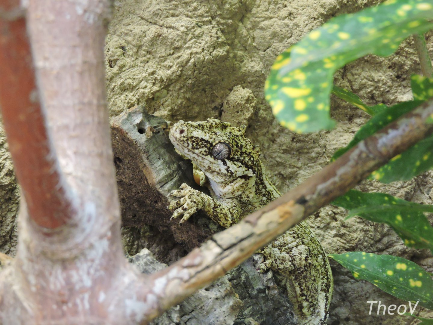 Gargoyle gecko [2017]