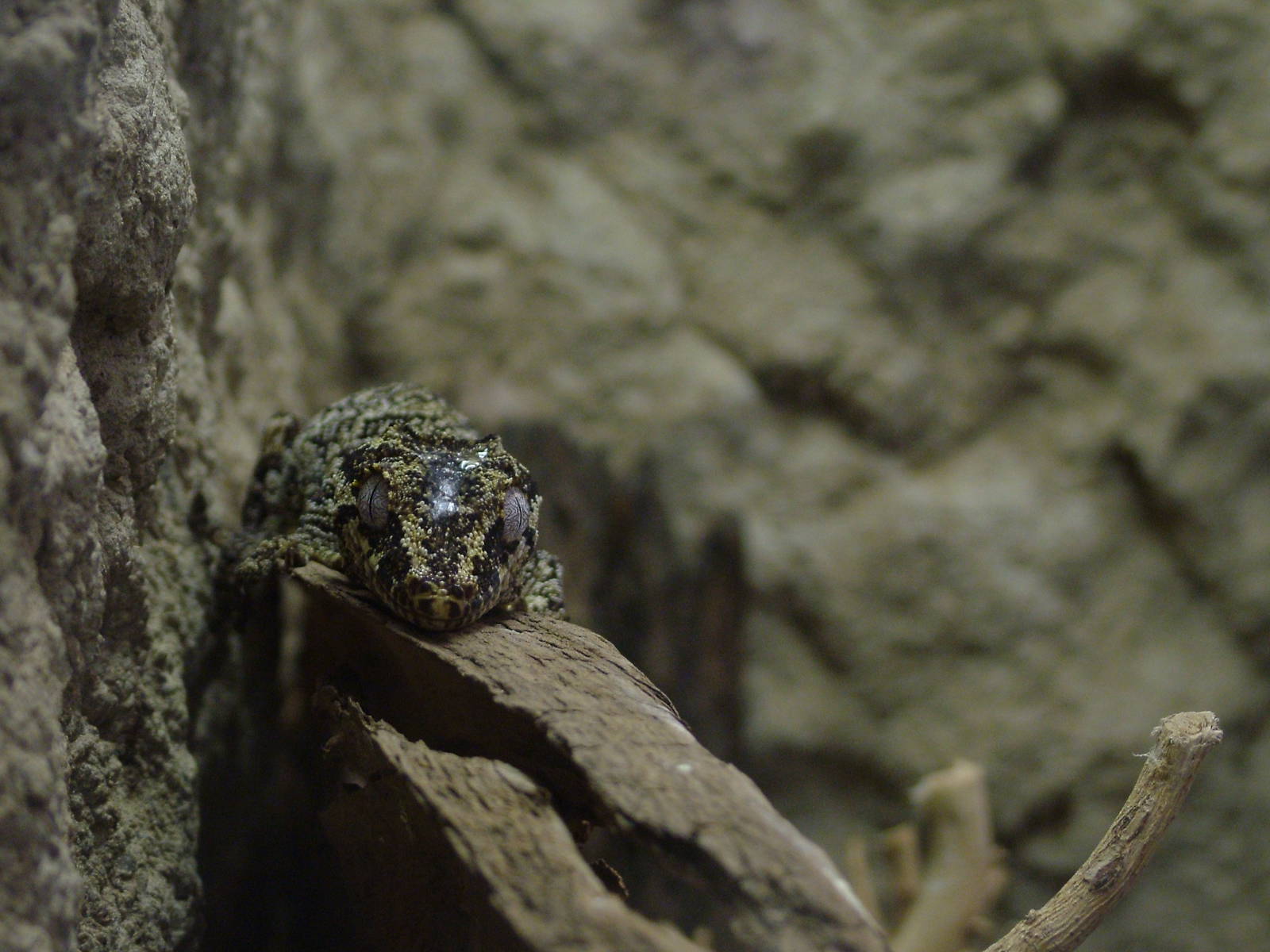 Gargoyle Gecko at Tierpark Berlin, 01/09/11