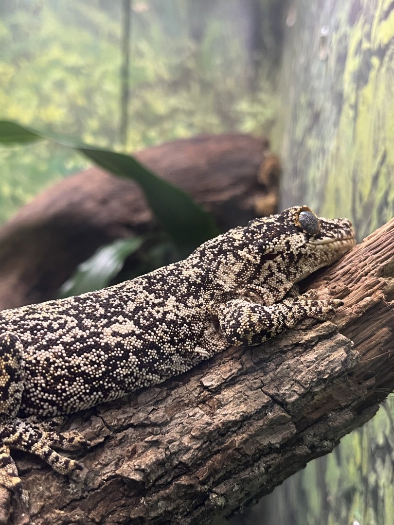 Gargoyle Gecko (Rhacodactylus auriculatus)