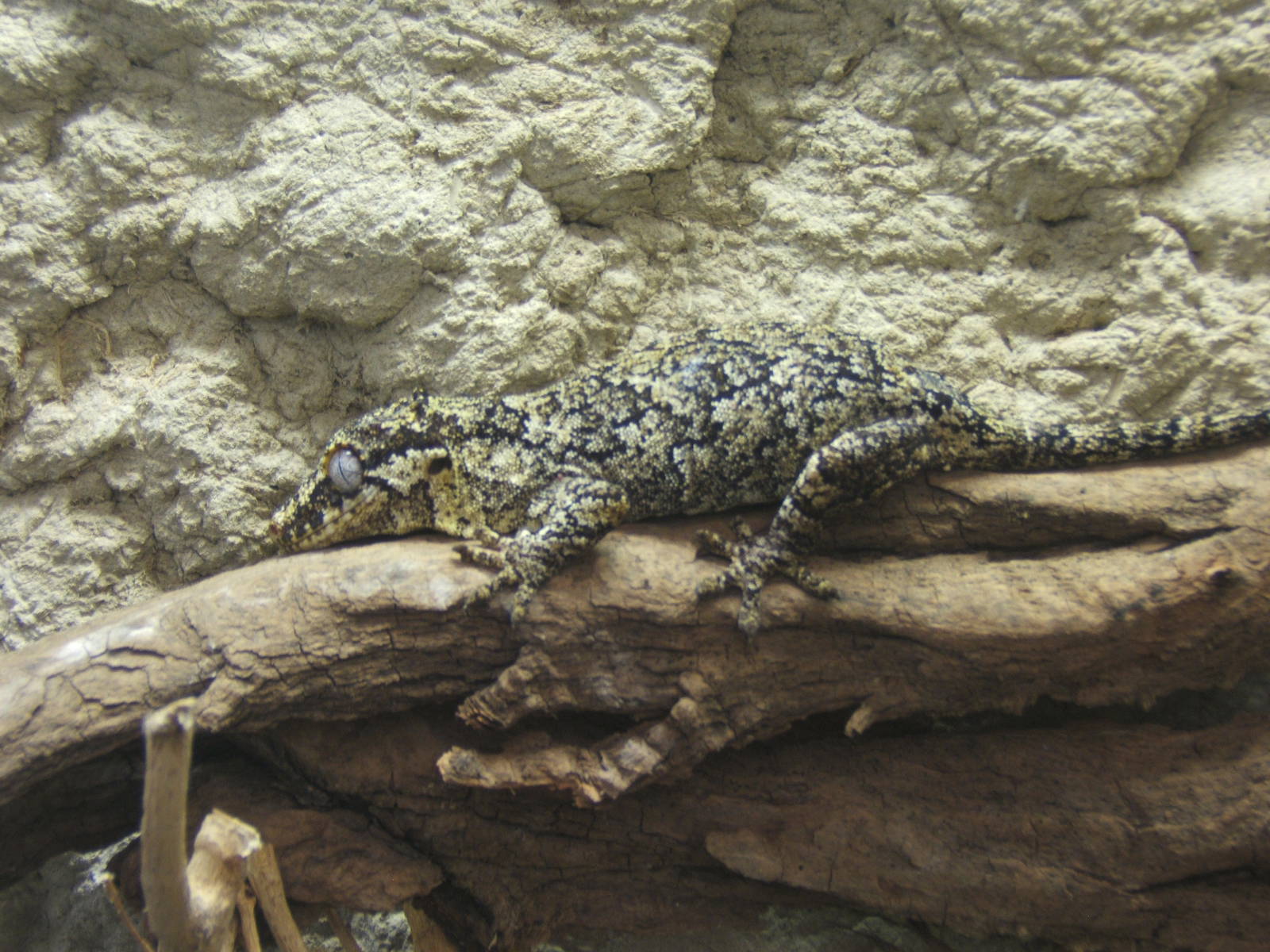 Gargoyle Gecko (Rhacodactylus curiculatus)