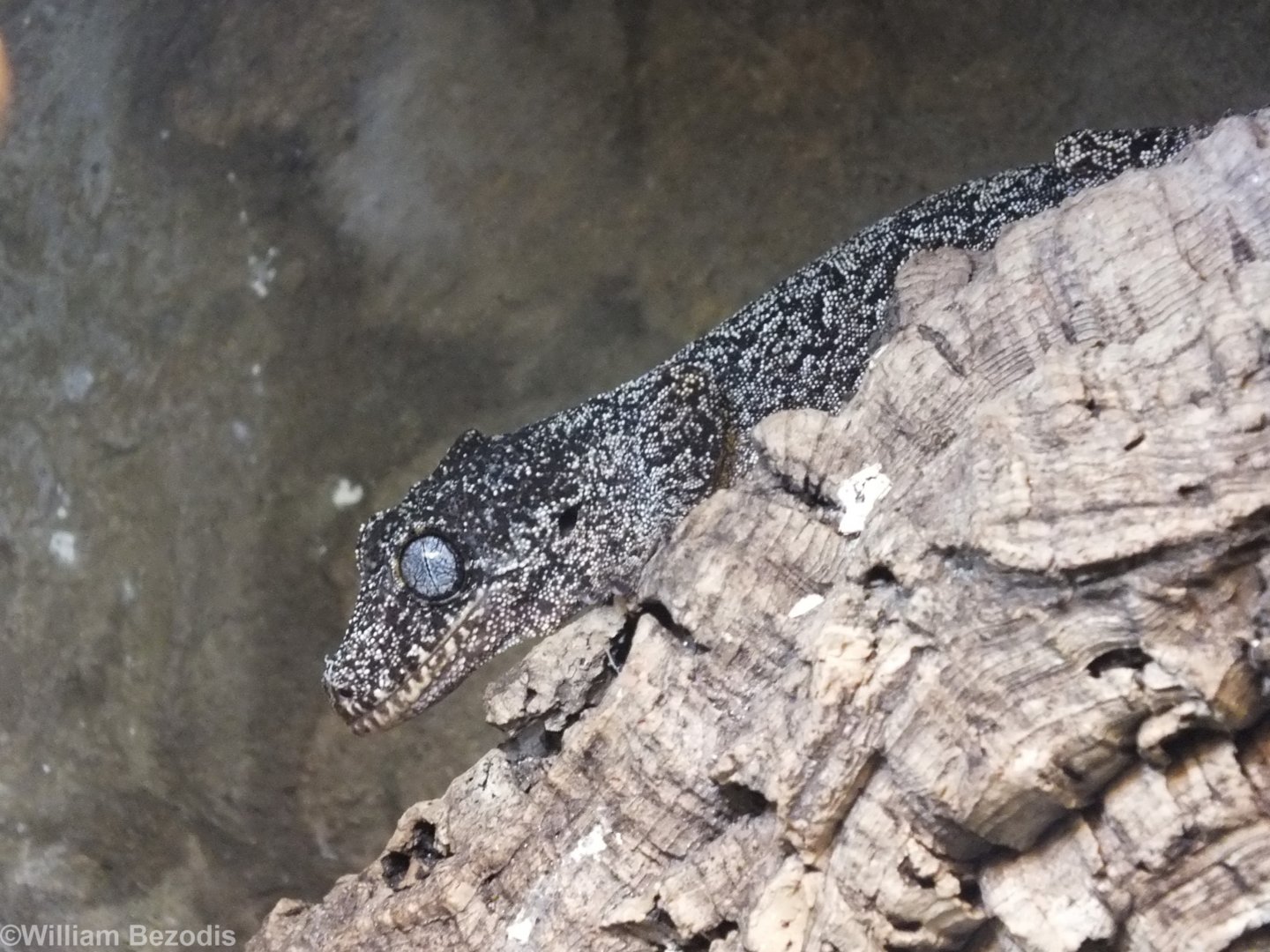 Gargoyle Gecko - Wroclaw Zoo Terrarium