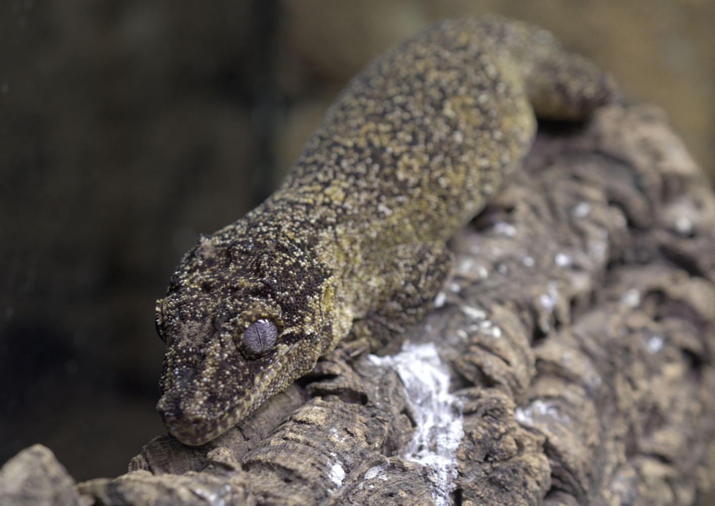Gargoyle gecko