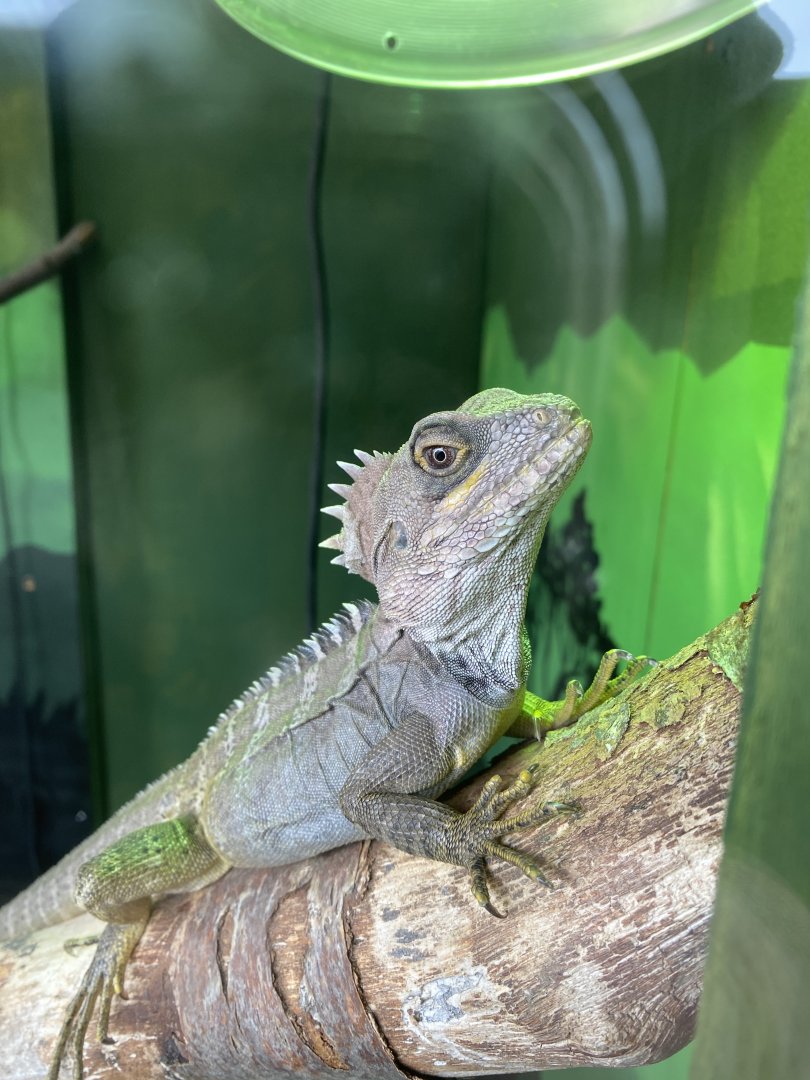 Gariau forest dragon 070320