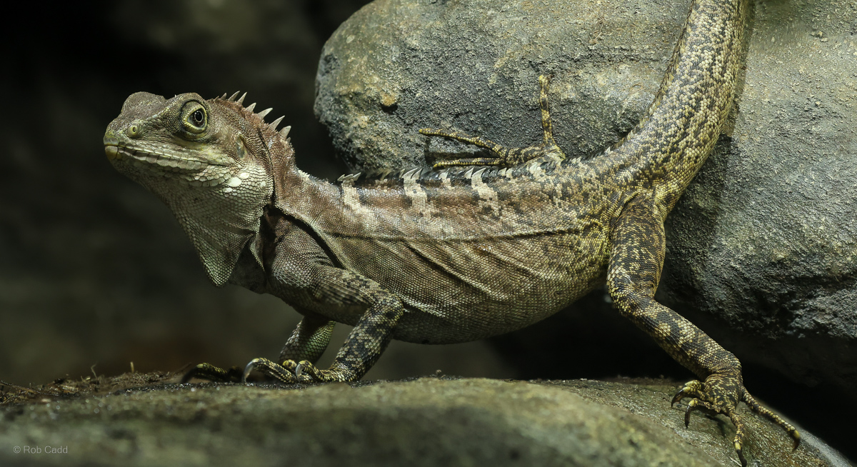 Gariau forest dragon : Chester Zoo : 06 Sep 2025