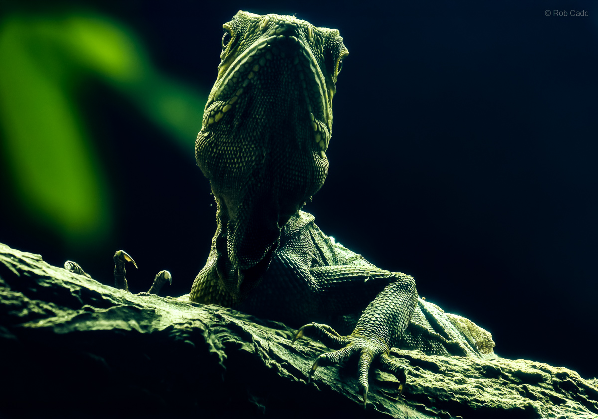 Gariau forest dragon : Colchester Zoo : 17 Jul 2025