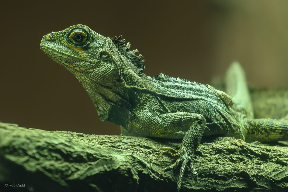 Gariau forest dragon : Colchester Zoo : 17 Jul 2025