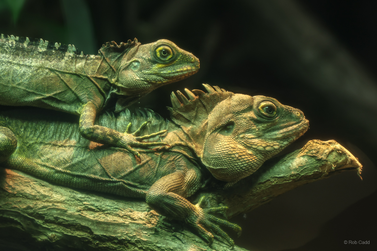 Gariau forest dragon : Colchester Zoo : 17 Jul 2025