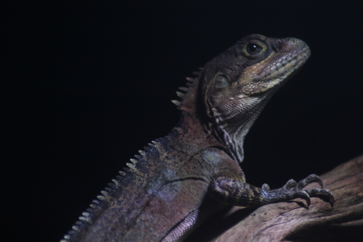 Gariau forest dragon (Hypsilurus magnus)