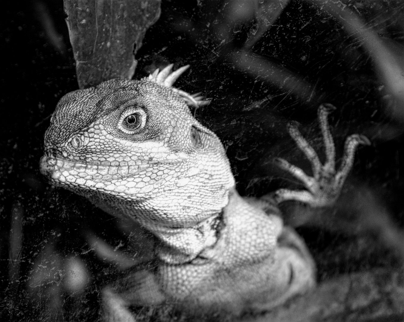 Gariau Forest Dragon