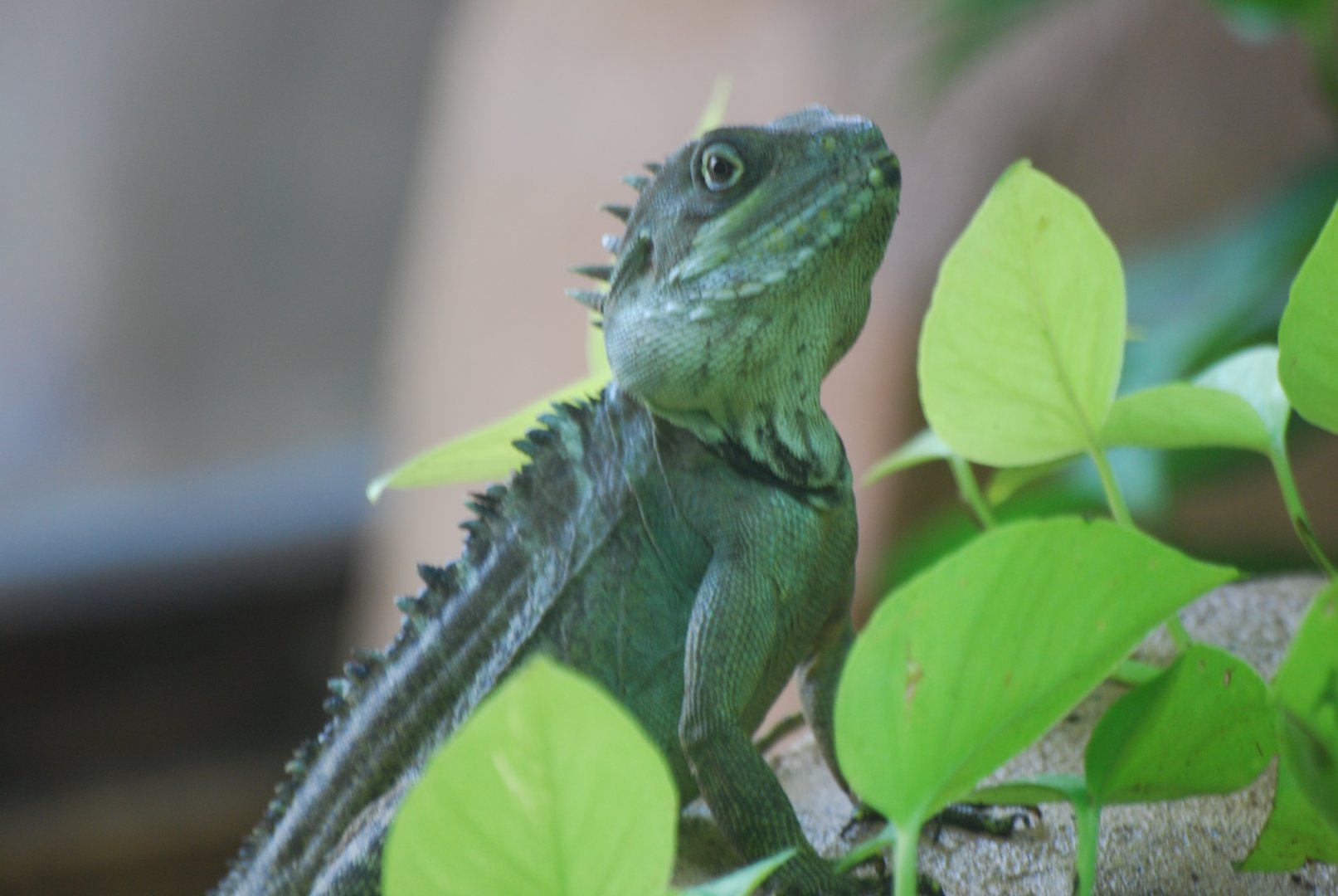 Gariau forest dragon