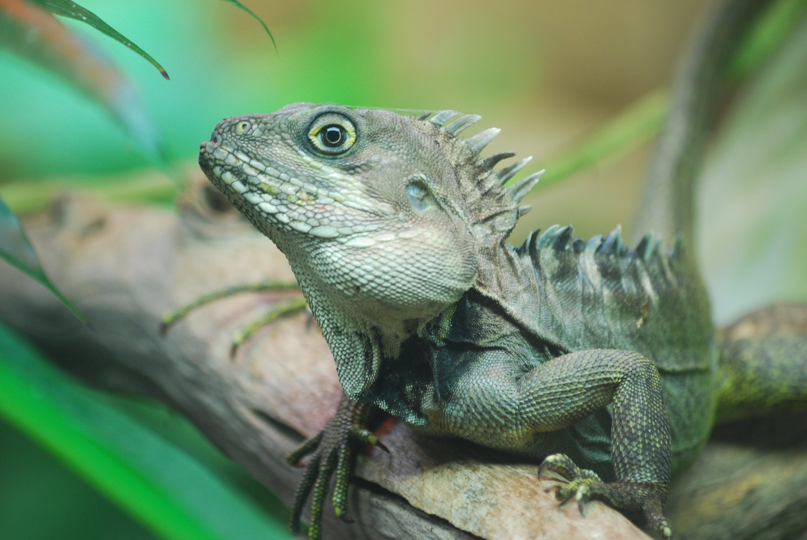 Gariau forest dragon