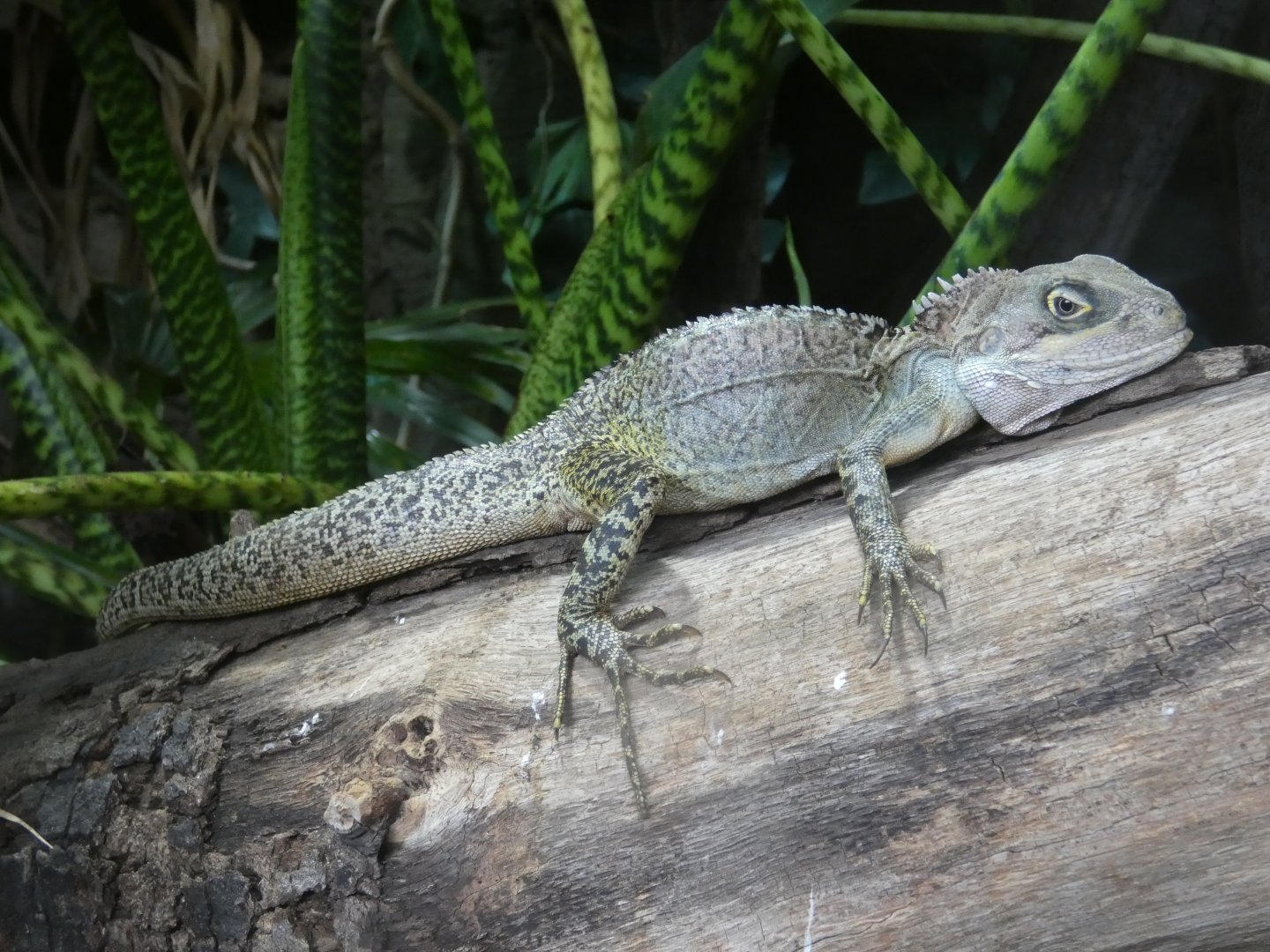 Gariau forest dragon