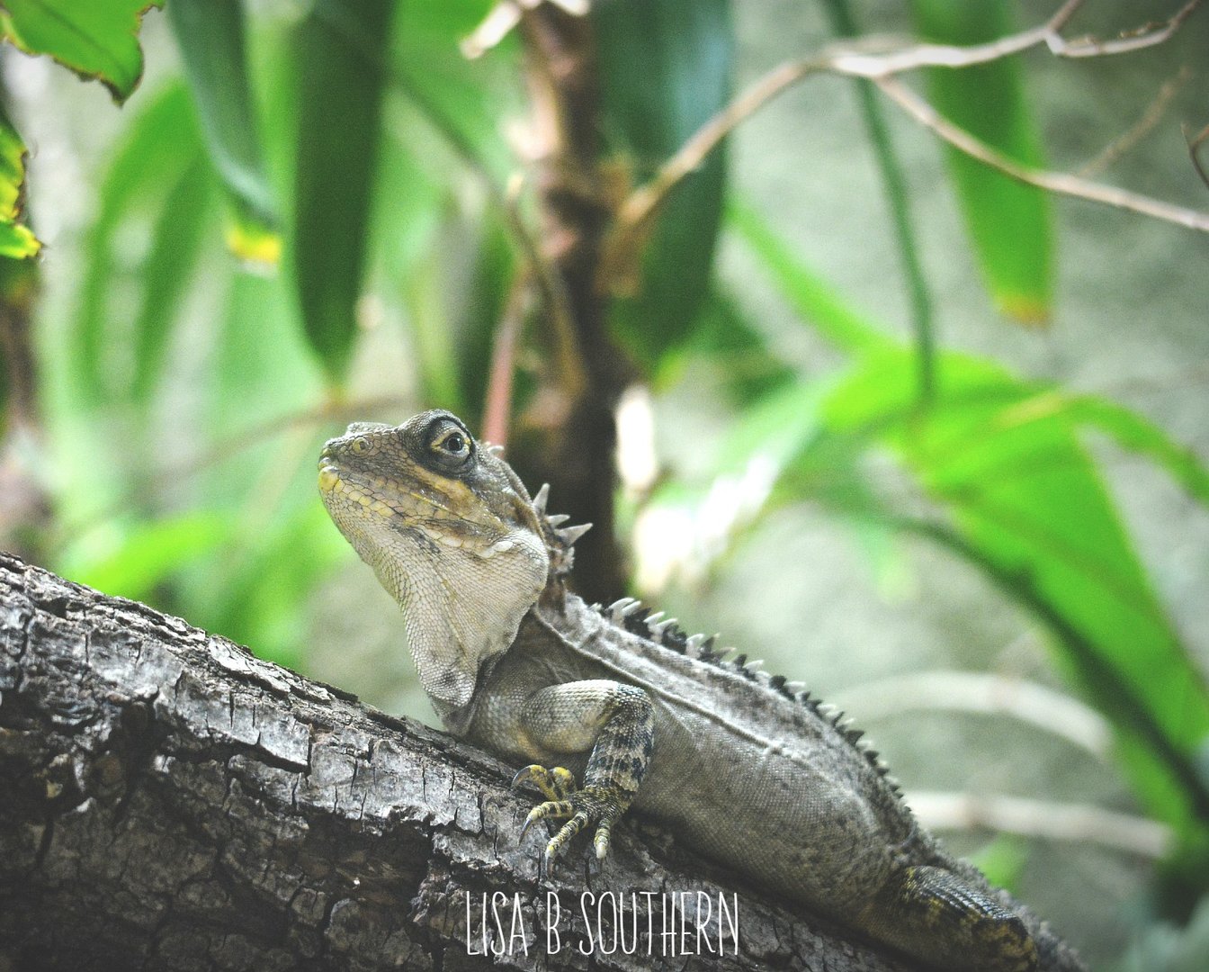 Gariau forest dragon