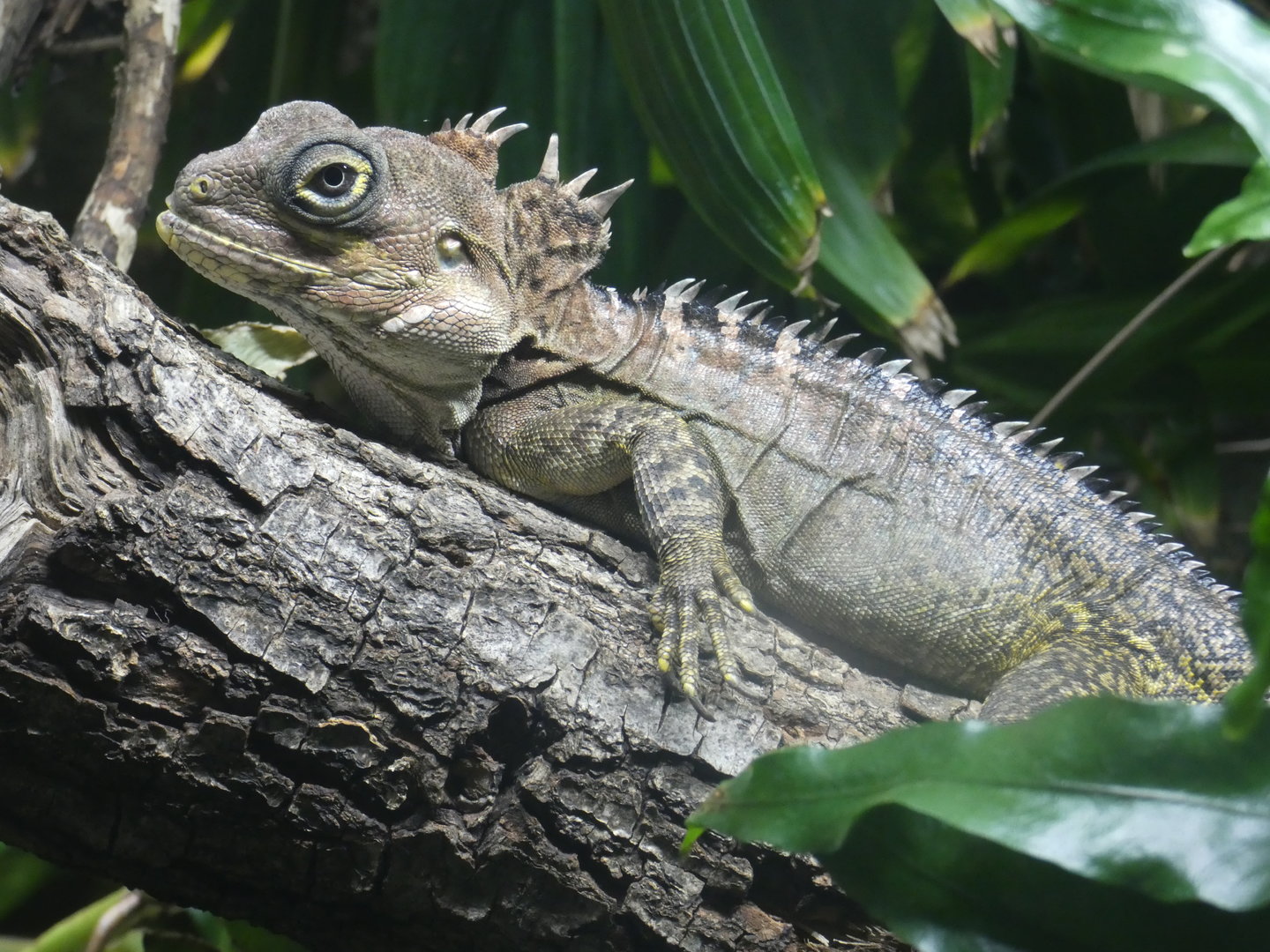 Gariau forest dragon