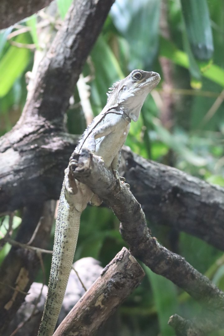 Gariau Forest Dragon
