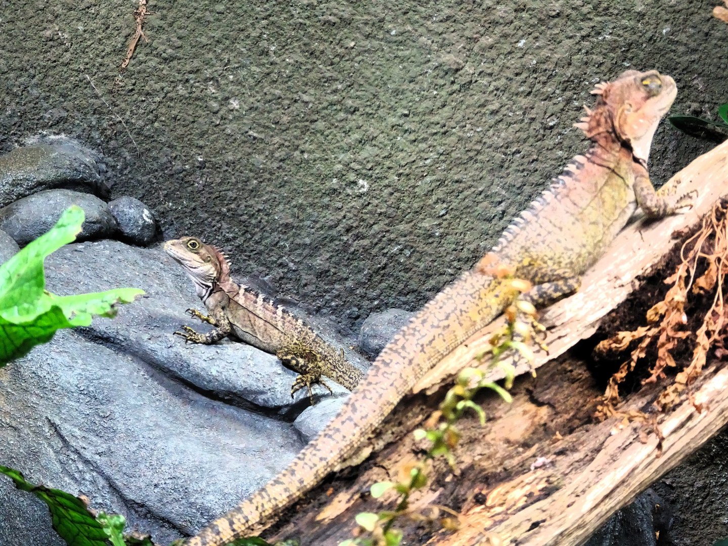 Gariau Forest Dragons 6 September 2025
