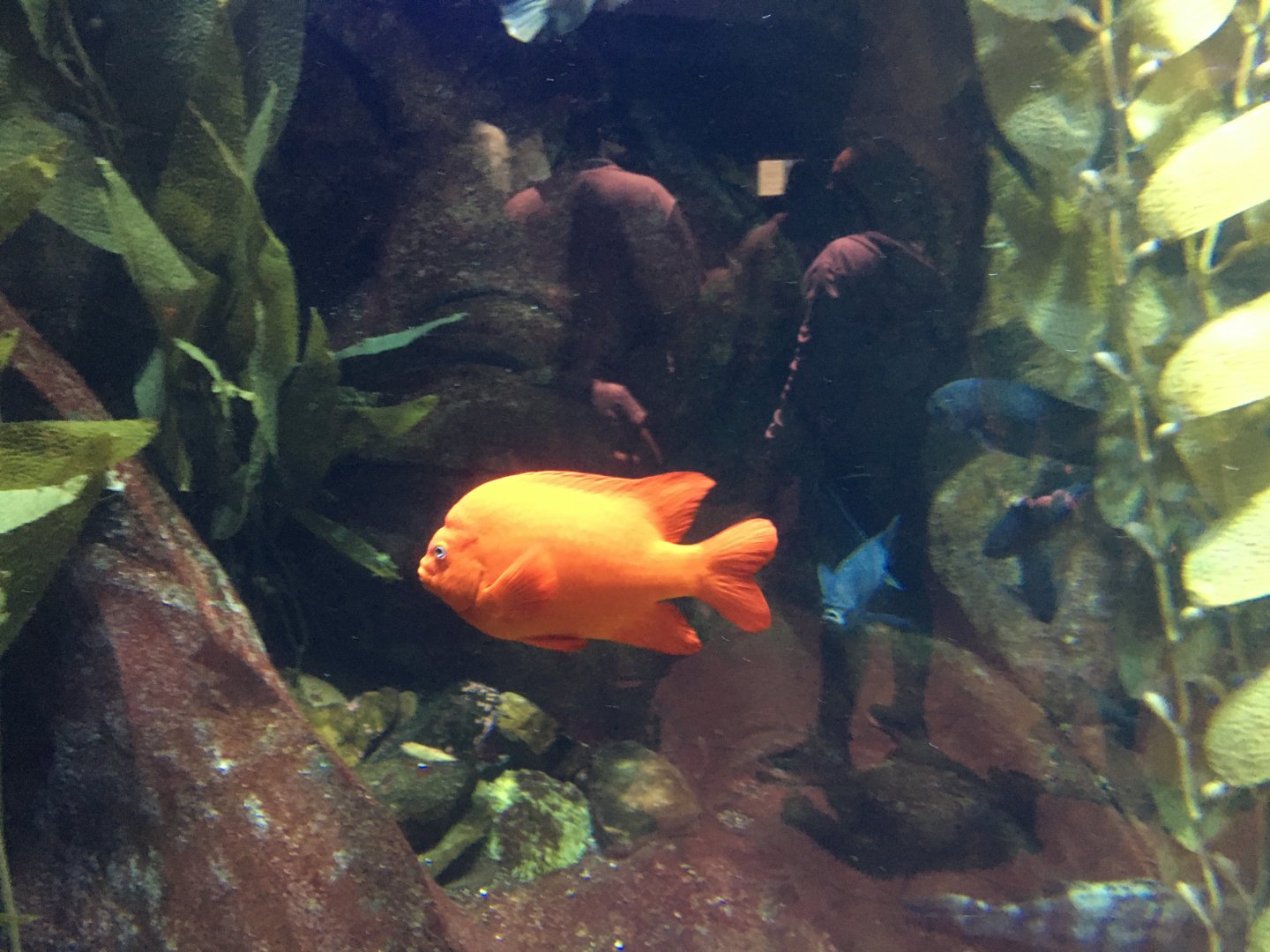 Garibaldi damsel