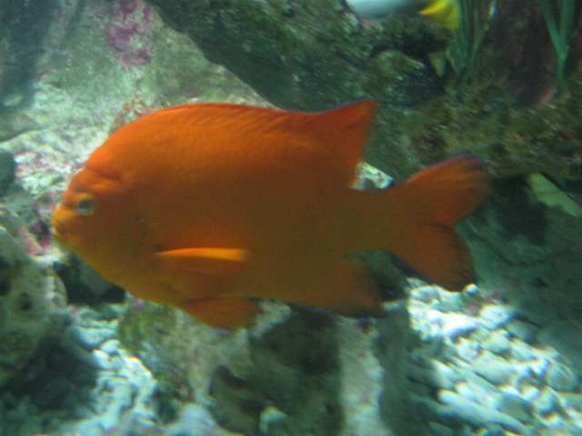 Garibaldi Damselfish 2015