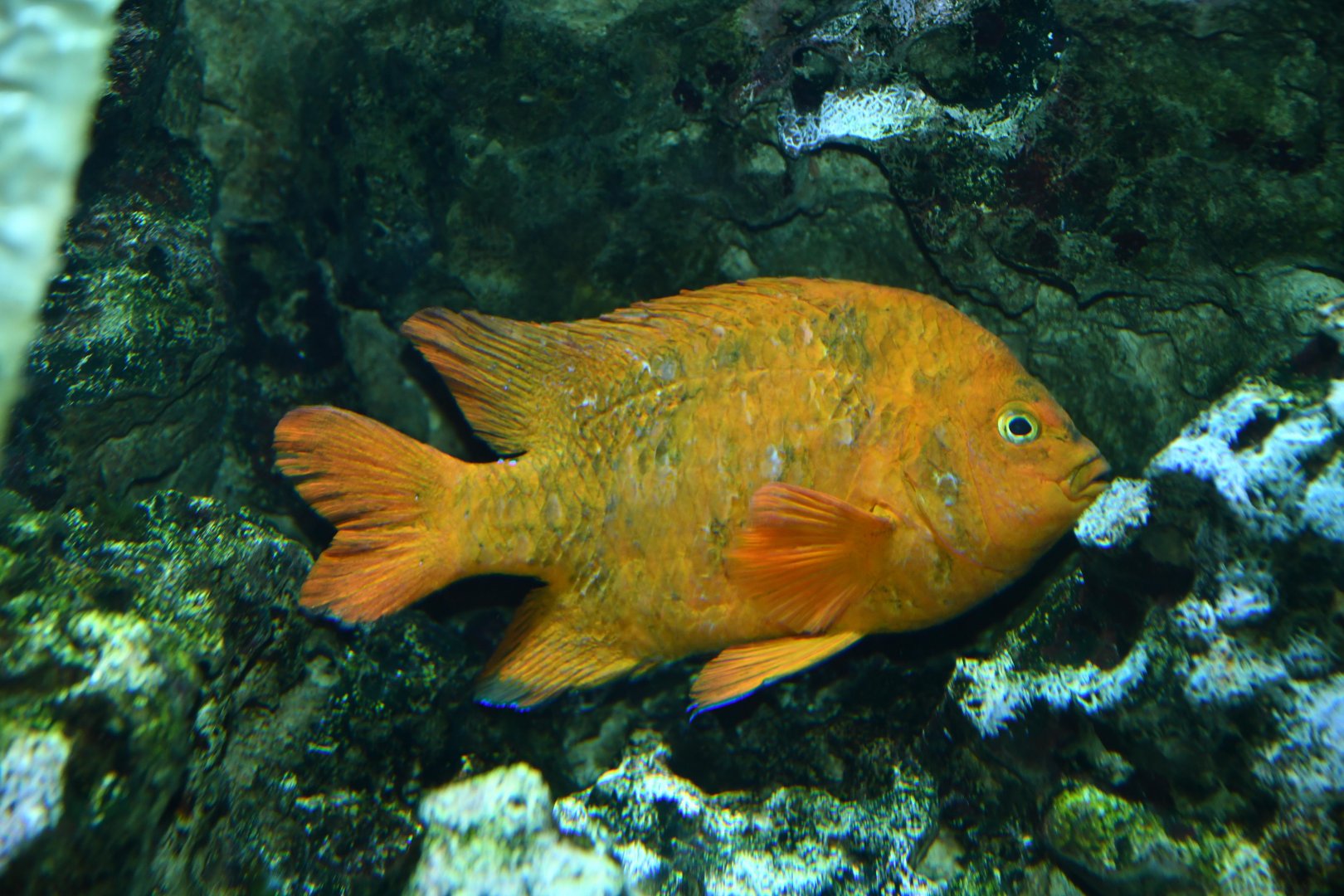 Garibaldi damselfish (Hypsypops rubicundus)