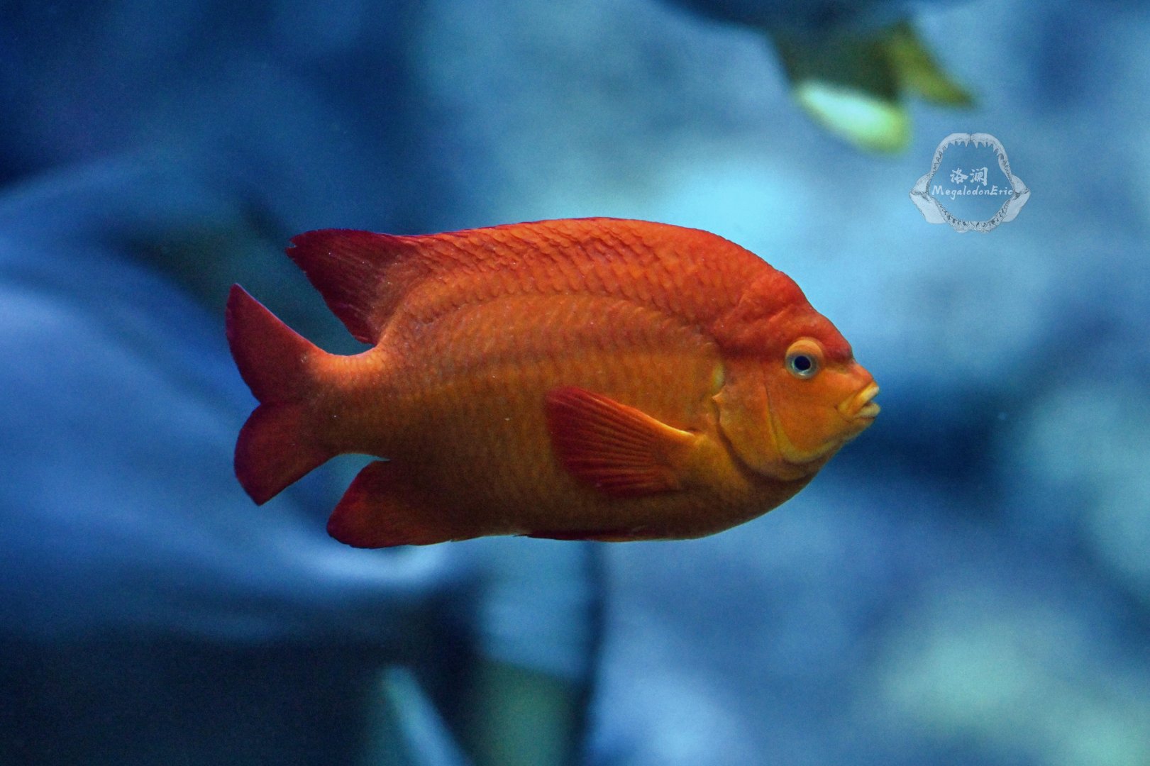 Garibaldi damselfish (Hypsypops rubicundus)