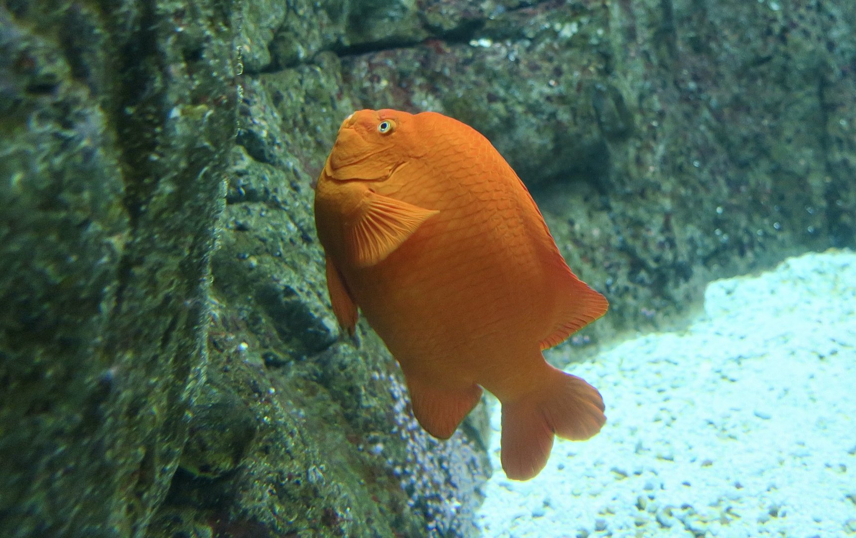 Garibaldi Damselfish (Hypsypops rubicundus)