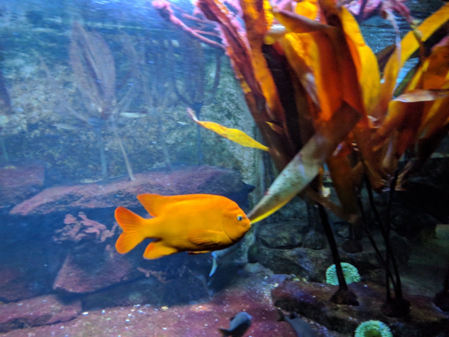 Garibaldi Fish Wilhelma 2019
