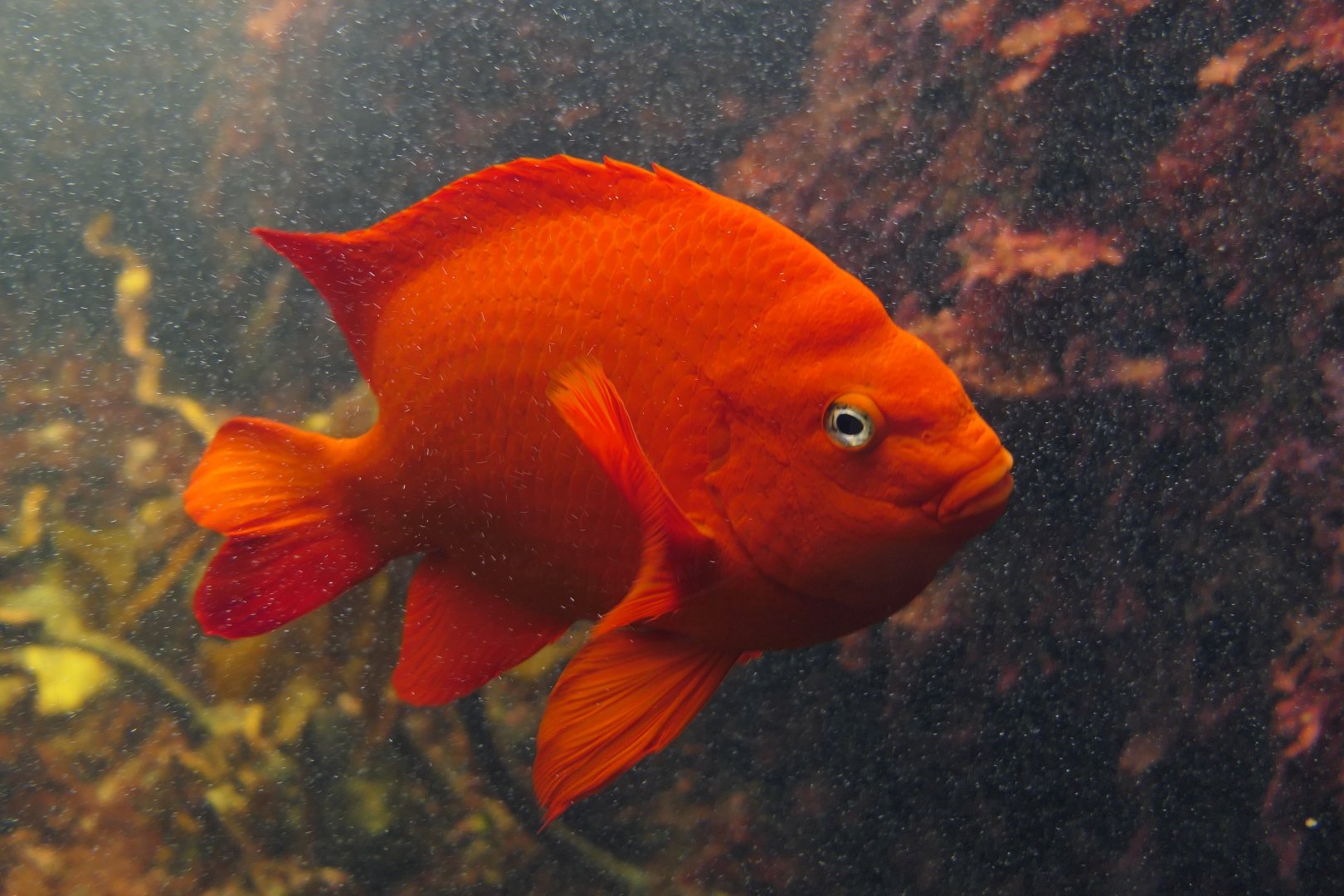 Garibaldi (Hypsipops rubicundus)