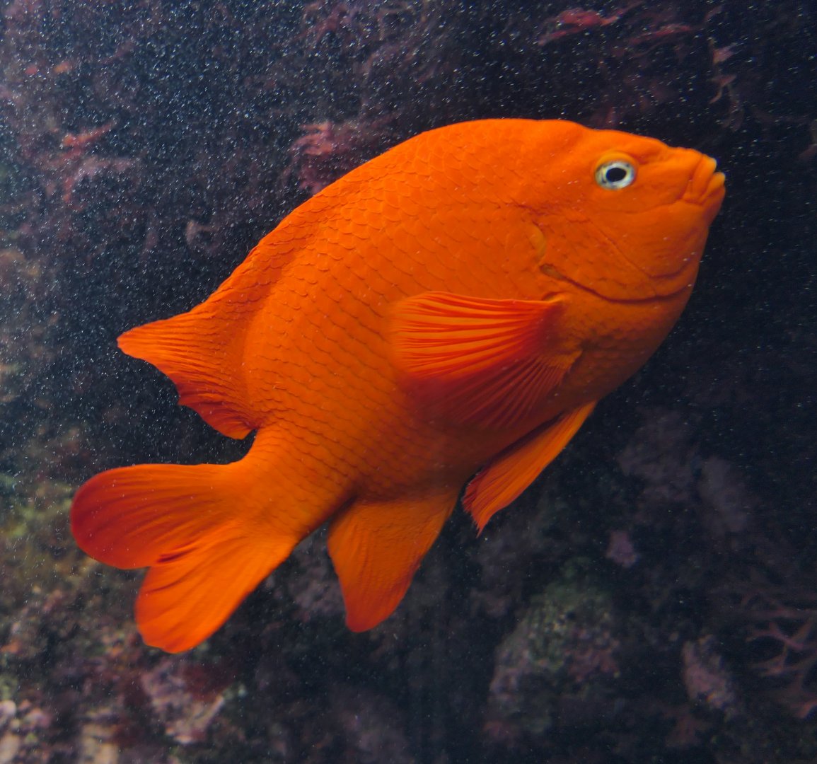 Garibaldi (Hypsipops rubicundus)