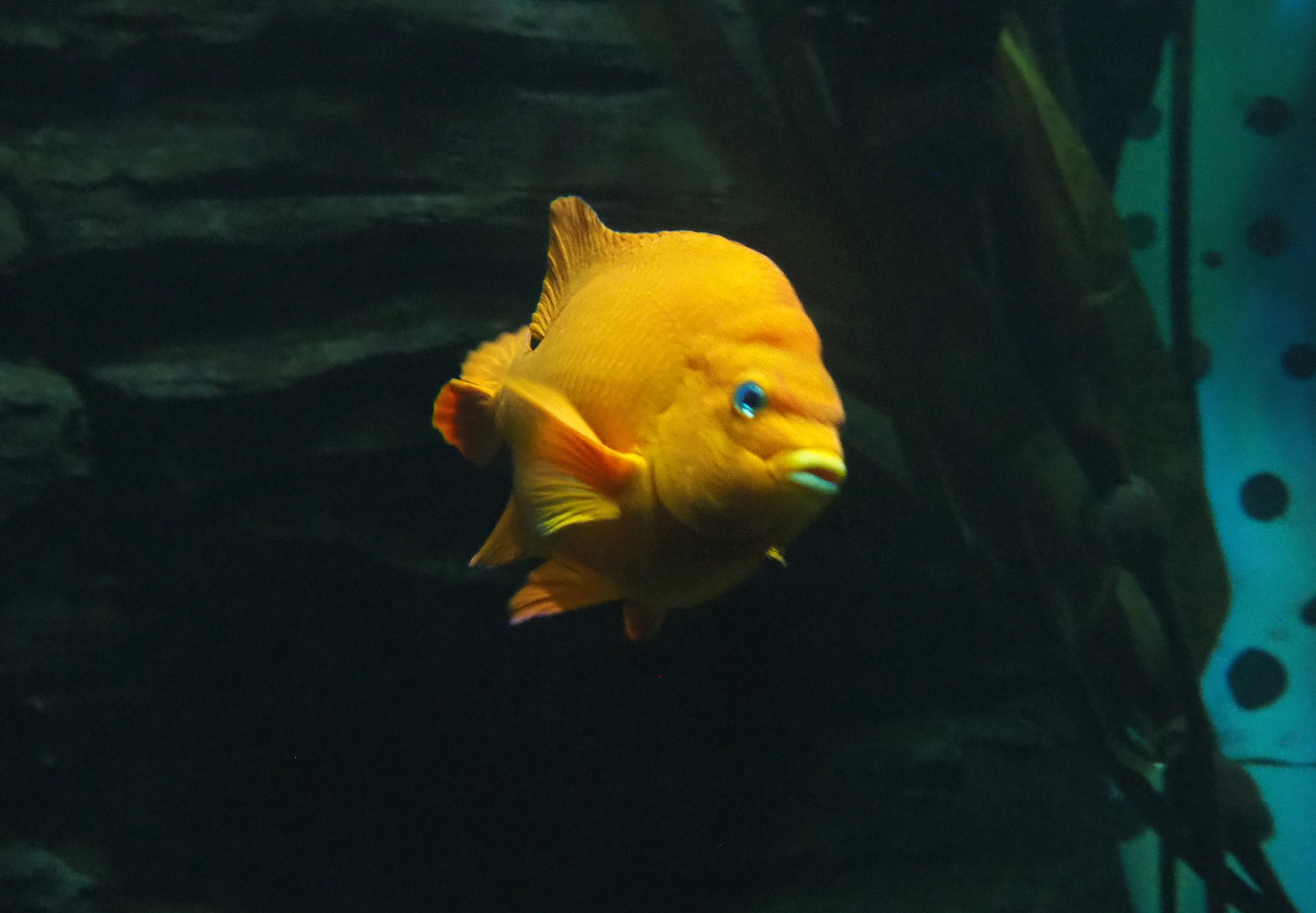 Garibaldi (Hypsypops rubicundus), 2022-09-14