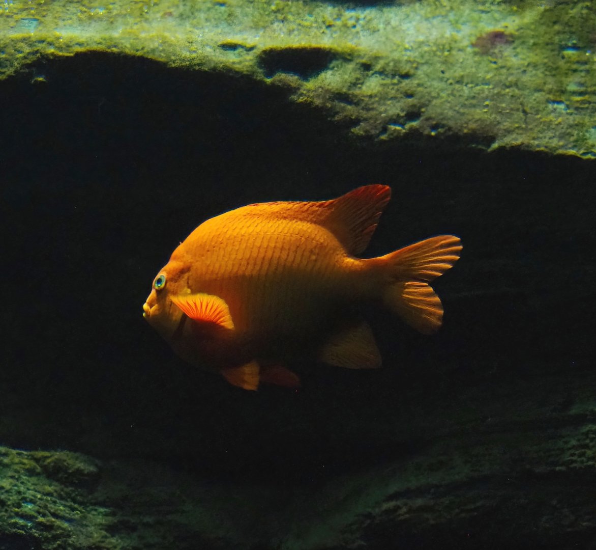 Garibaldi (Hypsypops rubicundus), 2023-10-13