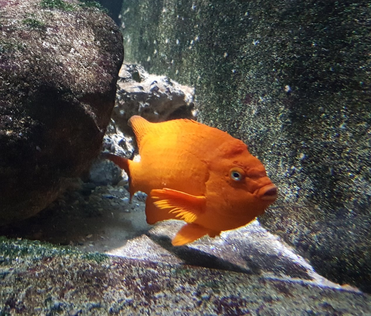Garibaldi - Hypsypops rubicundus